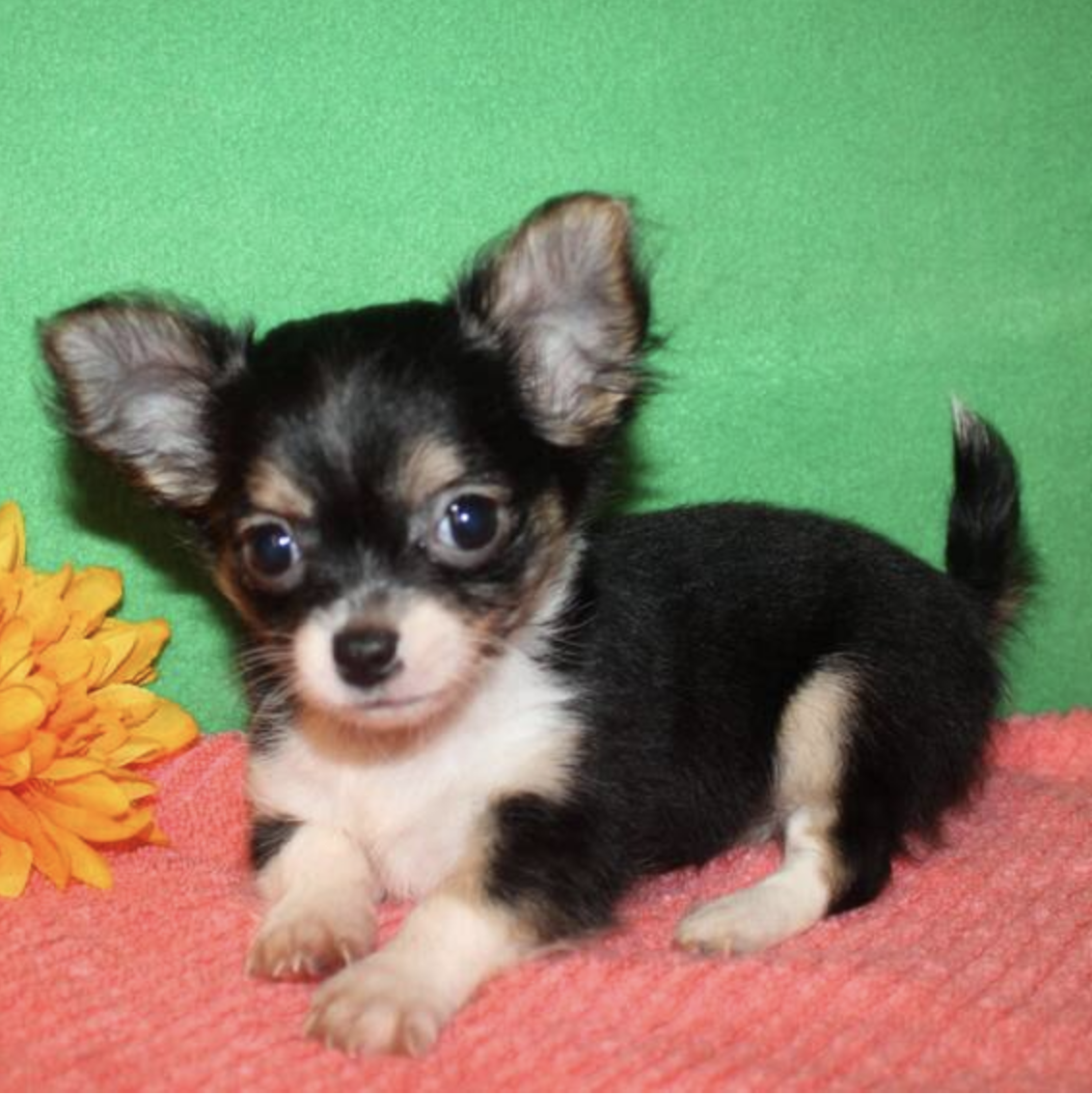 comprar cachorros sanos, baratos y asequibles para la venta